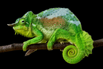 four-horned chameleon (Trioceros quadricornis) male