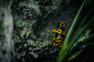 A vibrant green and black poison dart frog clings to a moss-covered surface in a lush tropical environment. The frogs bright colors stand out against the rich greens and browns of the background