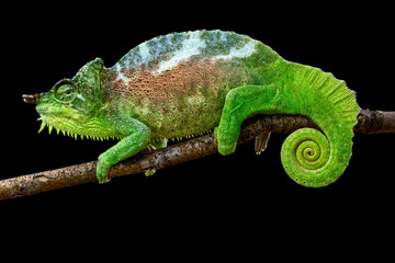 Four-horned chameleon (Trioceros quadricornis) male