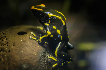 A vibrant green and black poison dart frog clings to a moss-covered surface in a lush tropical environment. The frogs bright colors stand out against the rich greens and browns of the background