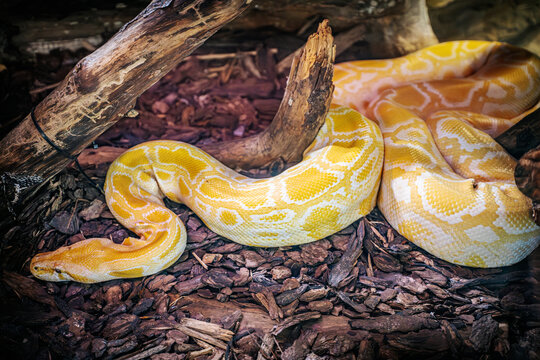 A vibrant yellow python rests coiled on a bed of wood chips and bark, blending into its naturalistic enclosure. The snake's distinctive pattern and smooth scales are highlighted by the lighting