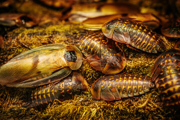 A detailed close-up of several cockroaches resting on a forest floor, showcasing their shiny, segmented bodies and intricate patterns. The earthy tones of their shells blend with the surrounding moss