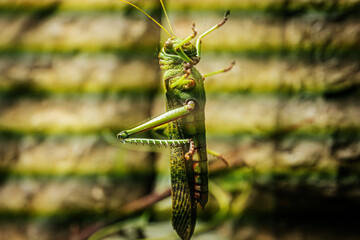 A detailed macro shot of a green grasshopper clinging to a leaf. The image captures the intricate details of the grasshoppers eyes, antennae, and textured body