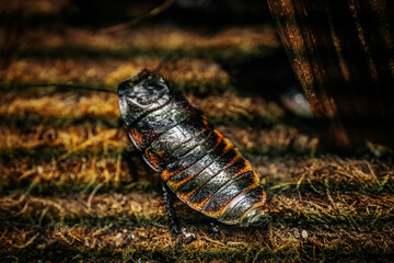 A detailed close-up of several cockroaches resting on a forest floor, showcasing their shiny, segmented bodies and intricate patterns. The earthy tones of their shells blend with the surrounding moss