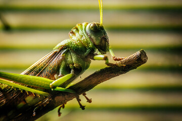 A detailed macro shot of a green grasshopper clinging to a leaf. The image captures the intricate details of the grasshoppers eyes, antennae, and textured body