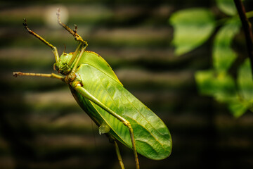 A detailed close up of a green katydid clinging to a branch, its vibrant green body blending seamlessly with the surrounding leaves. The image highlights the insects leaf like wings