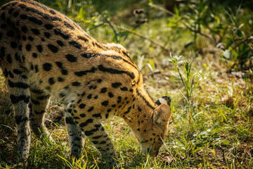 A serval cat, with its distinctive spotted coat and long legs, walks gracefully through the grass. The sunlight highlights the serval's beautiful fur pattern, emphasizing the contrast between