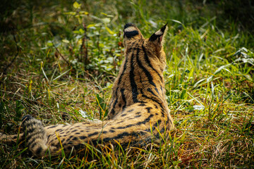 A serval cat, with its distinctive spotted coat and long legs, walks gracefully through the grass. The sunlight highlights the serval's beautiful fur pattern, emphasizing the contrast between