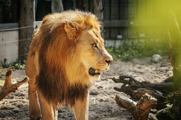 A regal lion rests on a sunlit rocky surface, displaying its impressive mane and powerful build. The lion's relaxed yet alert posture highlights its strength and dominance, with lush green foliage