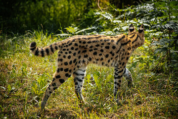 A serval cat, with its distinctive spotted coat and long legs, walks gracefully through the grass. The sunlight highlights the serval's beautiful fur pattern, emphasizing the contrast between