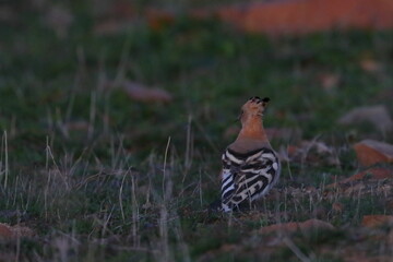 hoopoe © Thomas