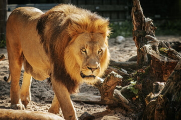 A majestic lion with a thick mane walks confidently through its territory, exuding strength and dominance. The intense gaze and forward posture of the lion emphasize its powerful presence