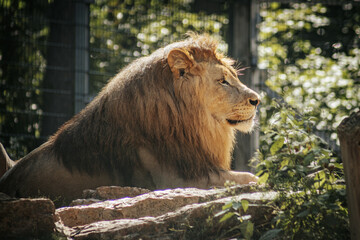 A majestic lion with a thick mane walks confidently through its territory, exuding strength and dominance. The intense gaze and forward posture of the lion emphasize its powerful presence