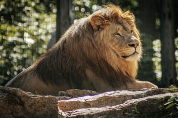 A majestic lion with a thick mane walks confidently through its territory, exuding strength and dominance. The intense gaze and forward posture of the lion emphasize its powerful presence