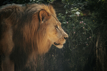 A majestic lion with a thick mane walks confidently through its territory, exuding strength and dominance. The intense gaze and forward posture of the lion emphasize its powerful presence