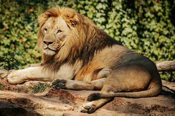 A regal lion rests on a sunlit rocky surface, displaying its impressive mane and powerful build. The lion's relaxed yet alert posture highlights its strength and dominance, with lush green foliage