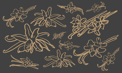 Isolated vector hand drawn set of vanilla. Vanilla sticks, vanilla flower and pods. Aroma, food. Hand drawn. Vector hand drawn illustration of orchid Flower and pods on isolated background. Sketch. 