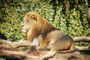 A regal lion rests on a sunlit rocky surface, displaying its impressive mane and powerful build. The lion's relaxed yet alert posture highlights its strength and dominance, with lush green foliage