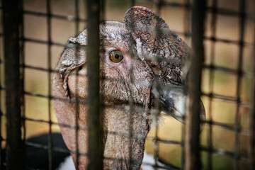 A detailed close up of a vulture, its sharp beak and textured skin visible through the bars of a...