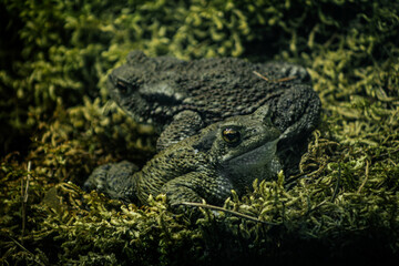 amphibian, animal, animal-eyes, animal-portrait, Toads resting on a moss covered surface, blending into their natural environment. Their textured, earthy skin provides excellent camouflage, with one t