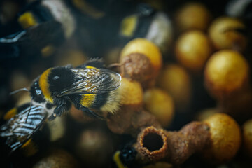 Bumblebees working on a honeycomb inside a hive. Detailed image captures the black and yellow markings on the bees as they interact with the honeycomb, showcasing the intricate and busy life