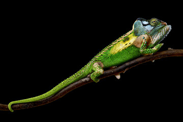 Knysna dwarf chameleon (Bradypodion damaranum)