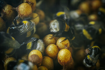 Bumblebees working on a honeycomb inside a hive. Detailed image captures the black and yellow markings on the bees as they interact with the honeycomb, showcasing the intricate and busy life