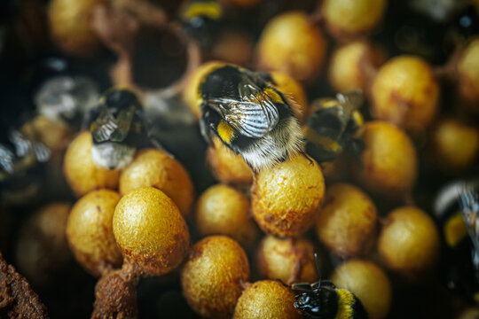 Bumblebees working on a honeycomb inside a hive. Detailed image captures the black and yellow markings on the bees as they interact with the honeycomb, showcasing the intricate and busy life