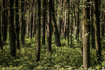 A serene forest scene featuring tall trees with textured bark, illuminated by dappled sunlight. The dense underbrush is rich in greenery, adding depth and vibrancy to the natural environment.