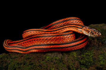 Red-black striped snake (Bothrophthalmus lineatus)