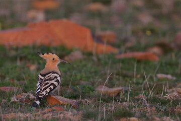 hoopoe © Thomas