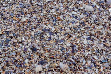 Top view of pebbles, sand and many shells of sea snails, clams, cockles, mussels, conch, rapanas, on the beach. Close up details, blue beige orange colorful texture for backgrounds. Fresh summer mood.