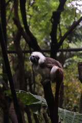 tailed lemur monkey
