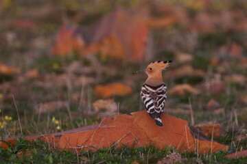 hoopoe © Thomas