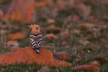 hoopoe © Thomas