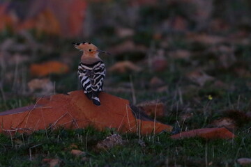 hoopoe