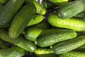 Green cucumbers at the farmers market.