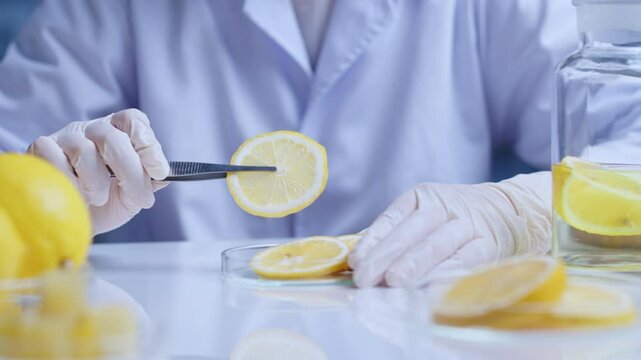 Close up frontal shot on a white laboratory table with plenty lemon displayed on. In the center is a glass petri dish contains fresh lemon slices, scientist use tweezers to pick one up