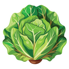 Obraz premium Minimalist Lettuce Vector on White Background – Cartoon Line Art