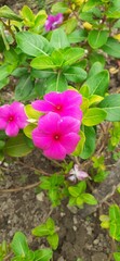 Dark Pink Madagascar Periwinkle Flowers Full Blooming on Green Leaves Background