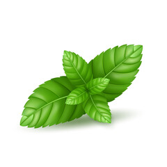 Fresh mint leaves, for decoration, vector menthol leaf.