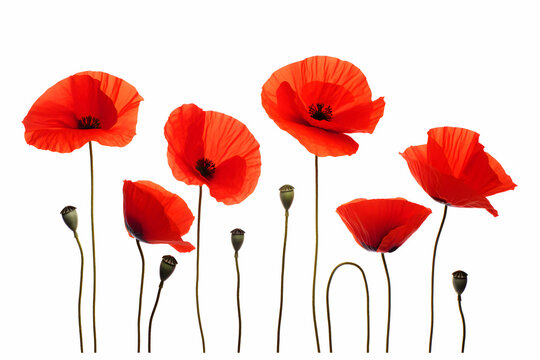 Bold Red Poppies with Delicate Stems, A Striking Symbol of Remembrance and Beauty" 