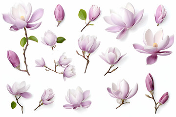 "Delicate Magnolia Blossoms and Buds in Soft Pink and White, A Celebration of Graceful Elegance" 