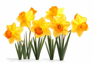 Sunny Yellow Daffodils in Full Bloom, A Bright and Cheerful Springtime Display 