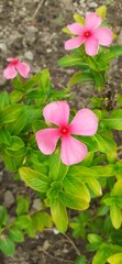 Light Pink Madagascar Periwinkle Flowers Blossom on Green Leaves Background