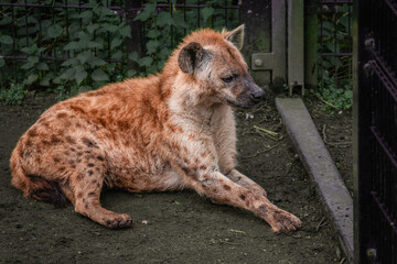 Cheetah in the wild