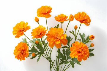 "Vibrant Marigold Blooms with Lush Green Foliage on a Bright White Background" 