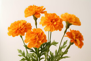"Vibrant Marigold Blooms with Lush Green Foliage on a Bright White Background" 
