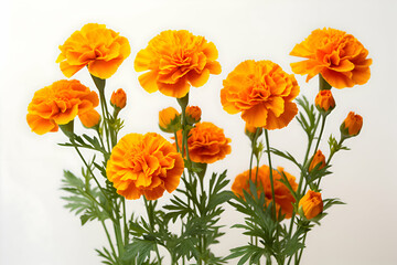 "Vibrant Marigold Blooms with Lush Green Foliage on a Bright White Background" 