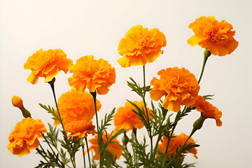 "Vibrant Marigold Blooms with Lush Green Foliage on a Bright White Background" 
